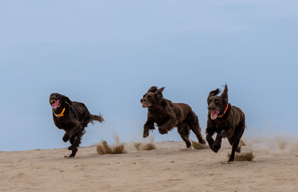 Family Day German Longhair Club