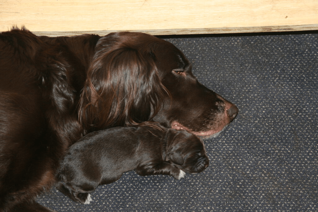 Fokbegeleidingscommissie, fbc