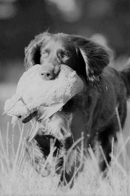 Werk- en Gezondheidsuitslagen