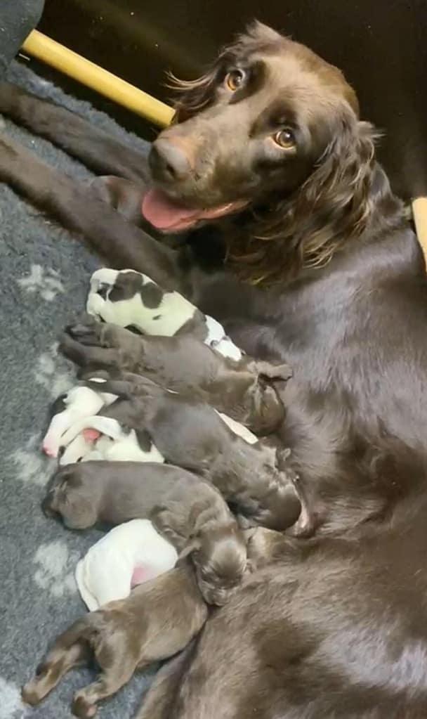 Verbands-Zuchtordnung (VFR)