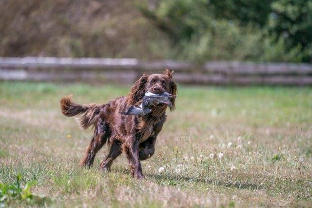 Nestkeuring en WGT/FGK