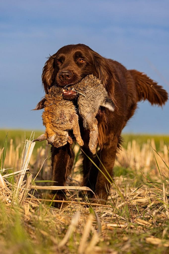 Duitse jachthondeproeven