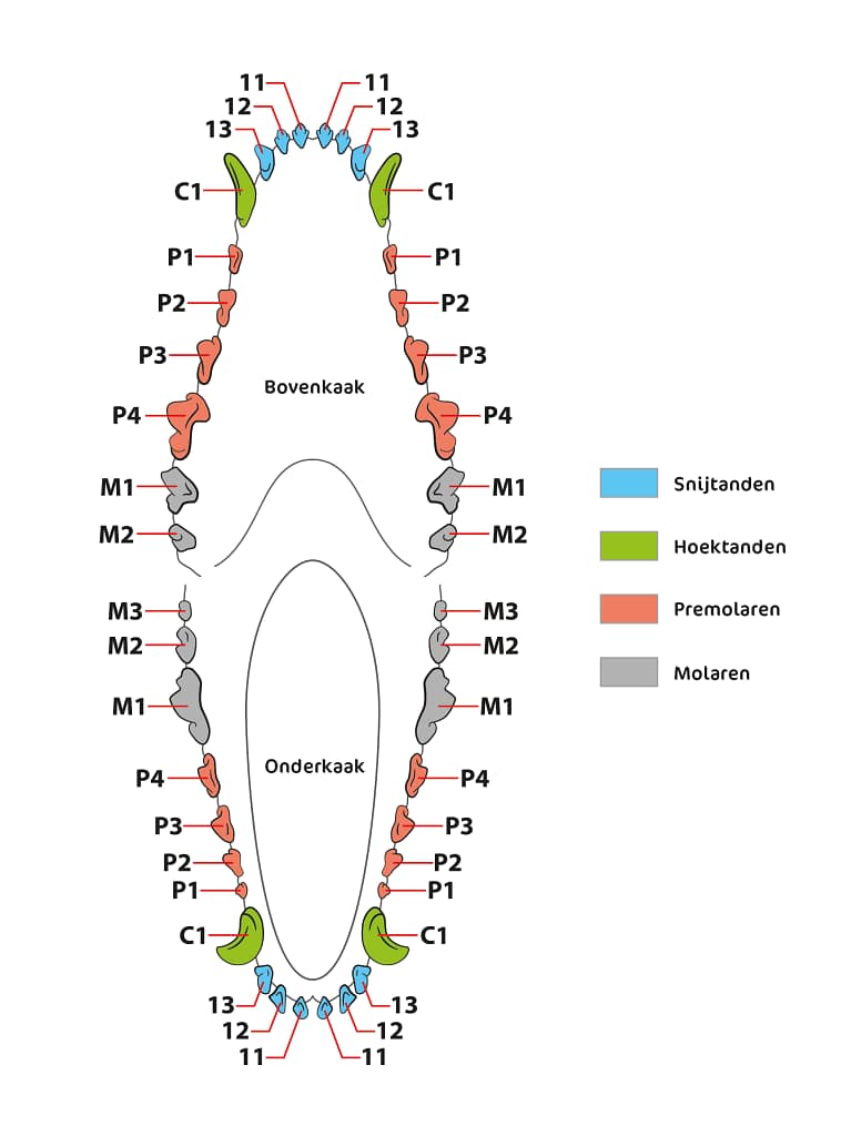 Pitkäkarvaisen hampaat